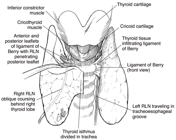 thyroid surgery